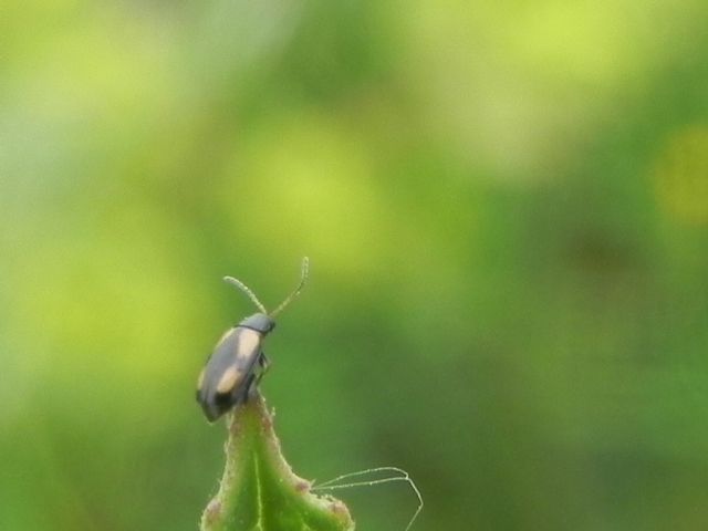 Phyllothreta striolata (cfr.), Chrysomelidae