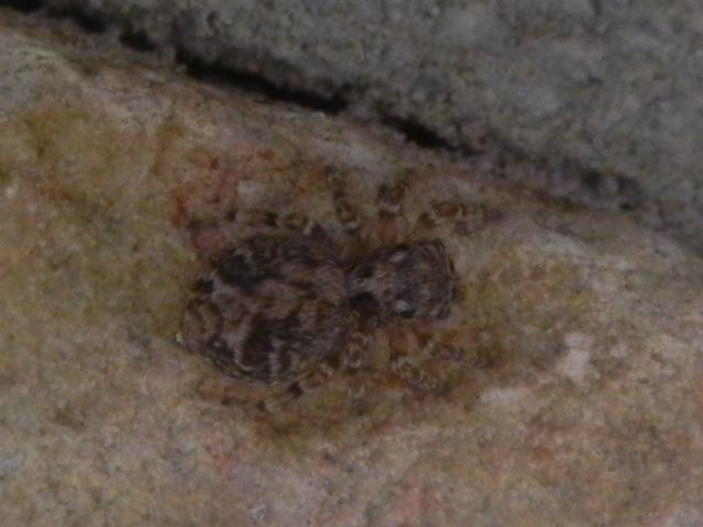 ID Salticidae