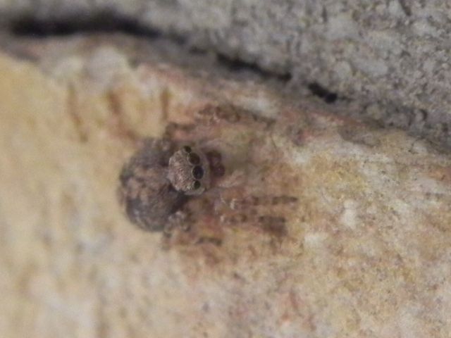 ID Salticidae