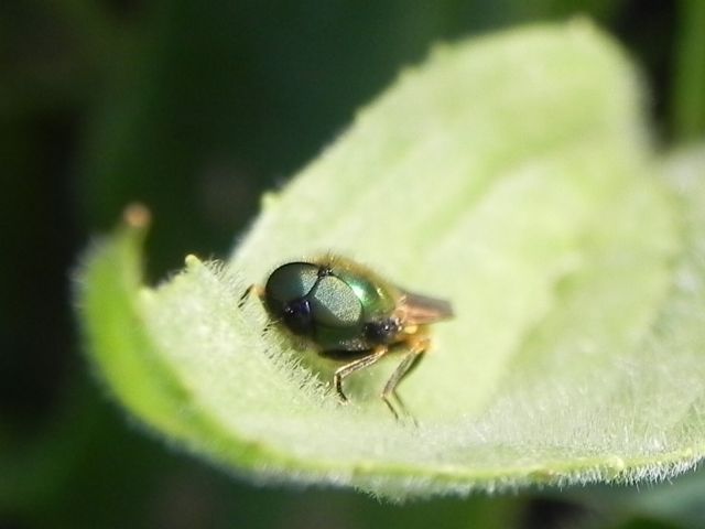 ID dittero: Chloromyia formosa (Stratiomyidae)