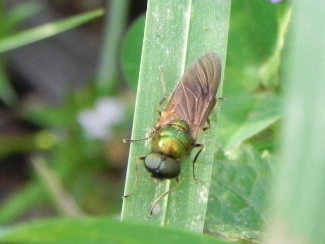 ID dittero: Chloromyia formosa (Stratiomyidae)