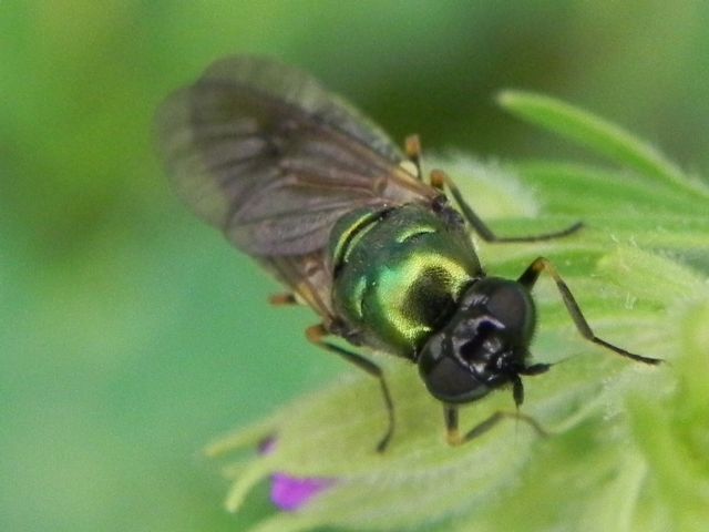 ID dittero: Chloromyia formosa (Stratiomyidae)