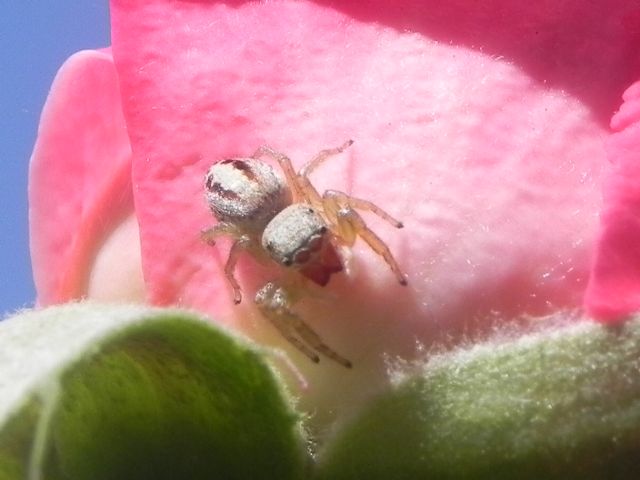 ID Salticidae