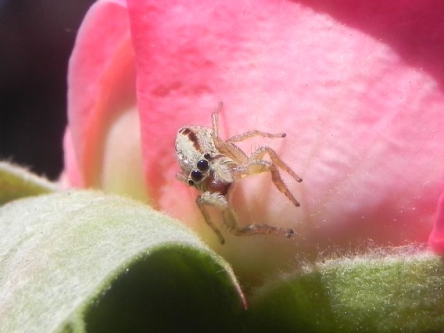 ID Salticidae