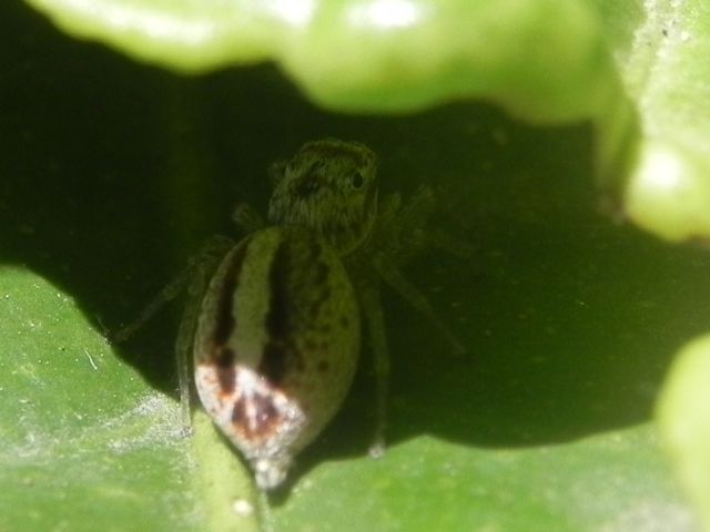 ID Salticidae