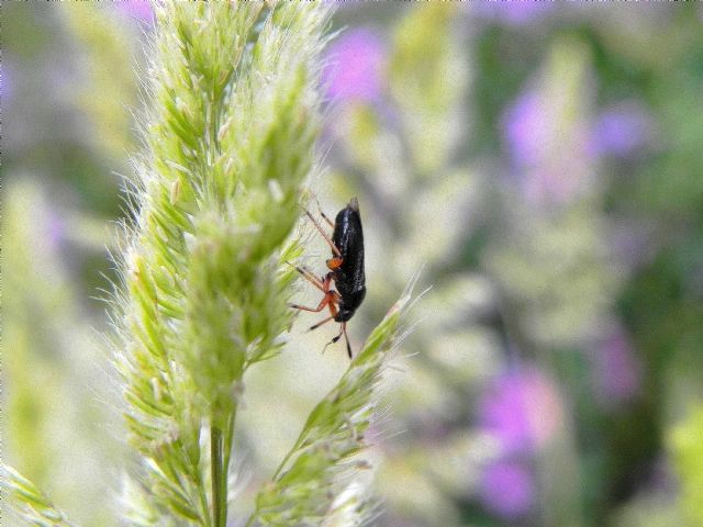 Miridae: Capsus ater