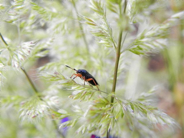 Miridae: Capsus ater