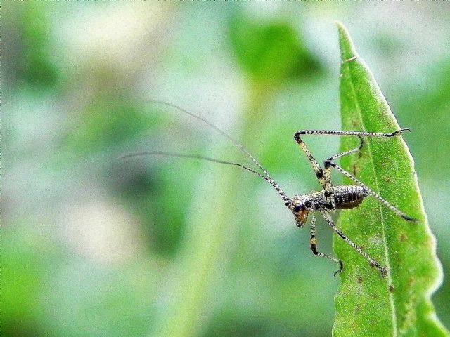 Neanide di Phaneroptera sp.