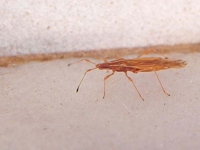 Berytidae: Berytinus cfr. striola