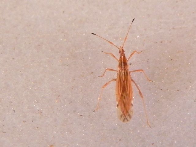 Berytidae: Berytinus cfr. striola