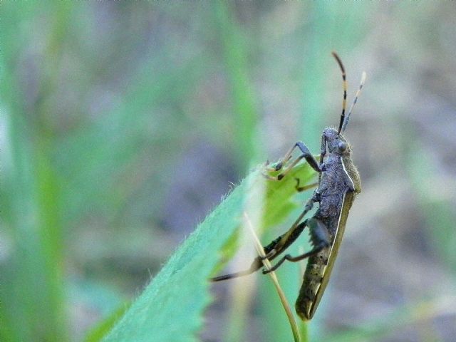 Alydidae - Camptopus lateralis