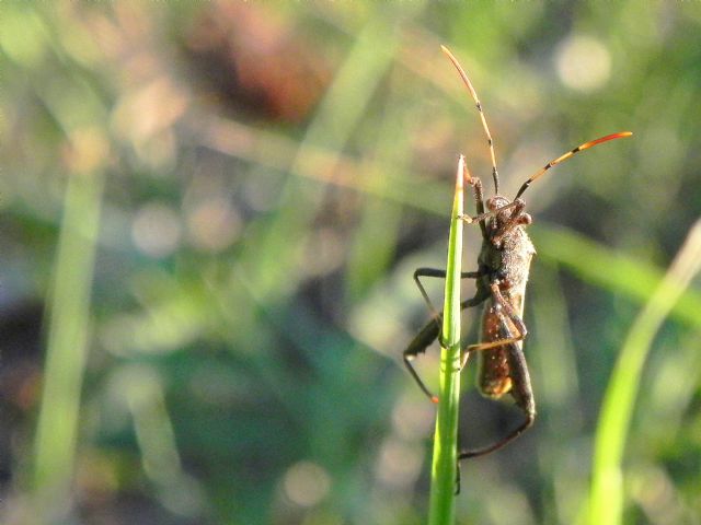 Alydidae - Camptopus lateralis