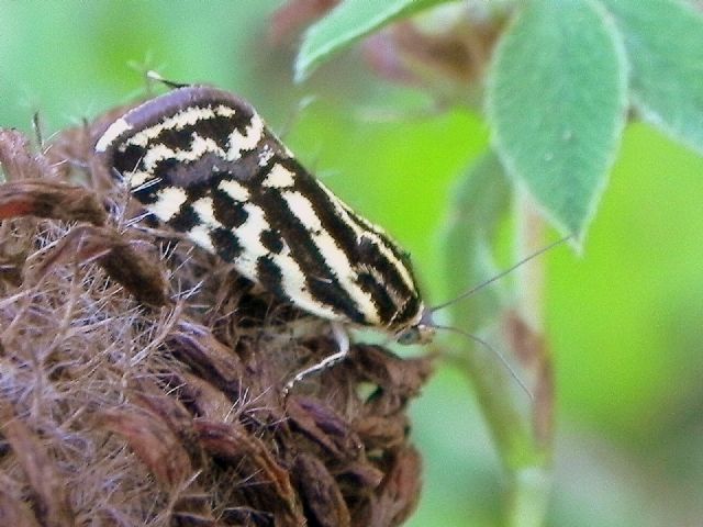 ID falena - Acontia (Emmelia) trabealis, Noctuidae