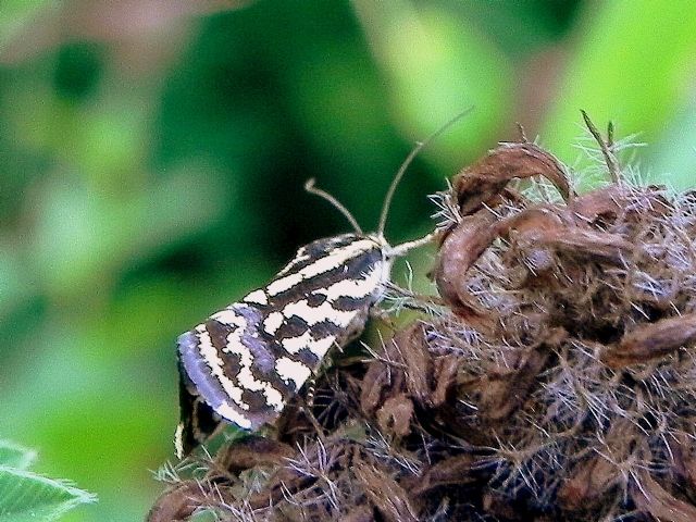 ID falena - Acontia (Emmelia) trabealis, Noctuidae