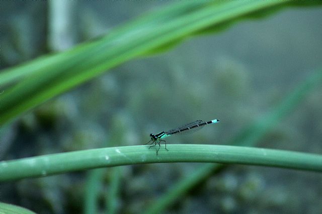 Ischnura elegans