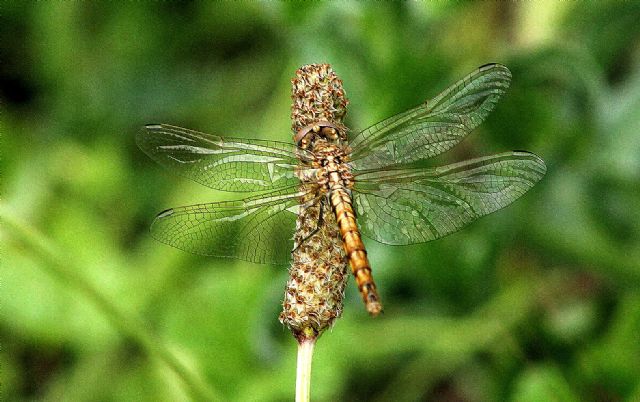 ID libellula: Trithemis annulata