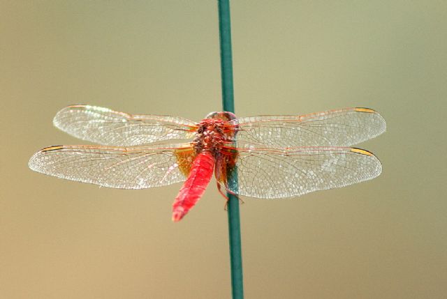 Libellulidae: Crocothemis erythraea, maschio