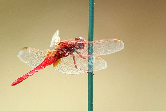 Libellulidae: Crocothemis erythraea, maschio