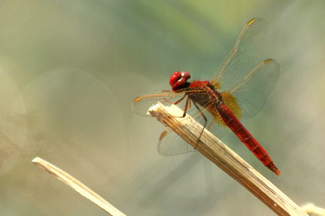 Libellulidae: Crocothemis erythraea, maschio