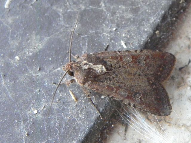 ID falena - Peridroma saucia, Noctuidae