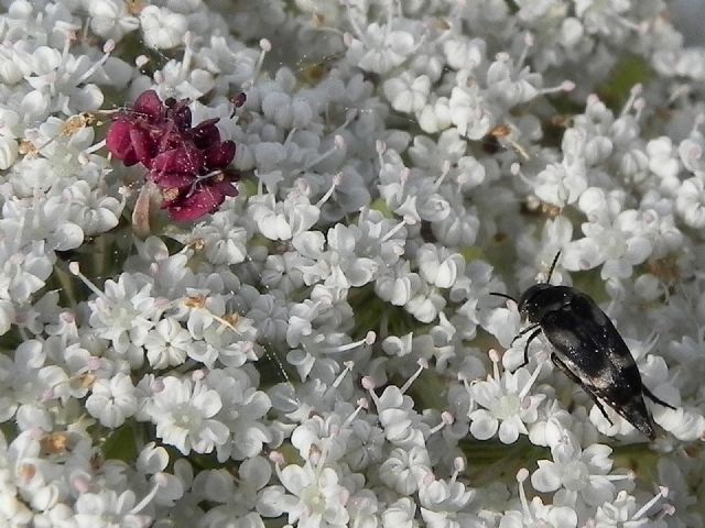 Mordellidae: cfr. Variimorda sp.