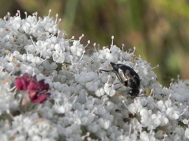 Mordellidae: cfr. Variimorda sp.