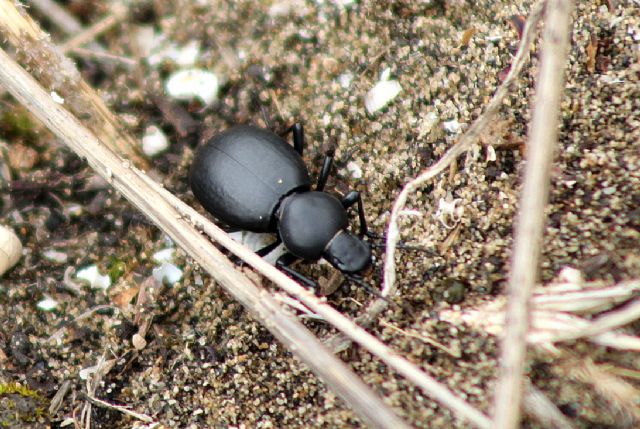 Tentyria italica (cfr.), Tenebrionidae