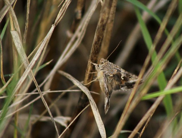 ID falena - Autographa gamma, Noctuidae