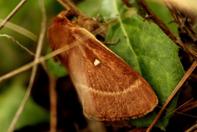 ID Lasiocampidae - Lasiocampa (Pachygastria) trifolii