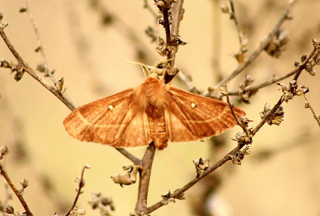 ID Lasiocampidae - Lasiocampa (Pachygastria) trifolii