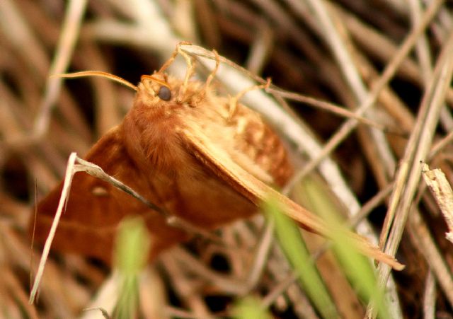 ID Lasiocampidae - Lasiocampa (Pachygastria) trifolii