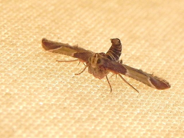 ID falena - Pyralis farinalis, Pyralidae