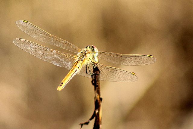 Sympetrum fonscolombii, femmina (Libellulidae)