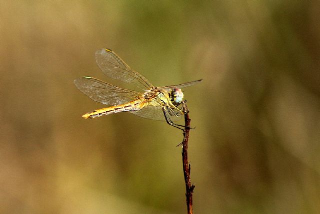 Sympetrum fonscolombii, femmina (Libellulidae)