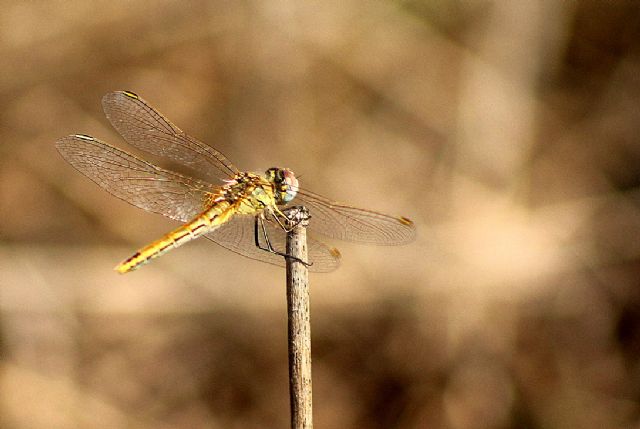 Sympetrum fonscolombii, femmina (Libellulidae)