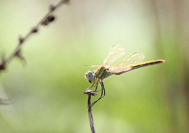 Sympetrum fonscolombii, femmina