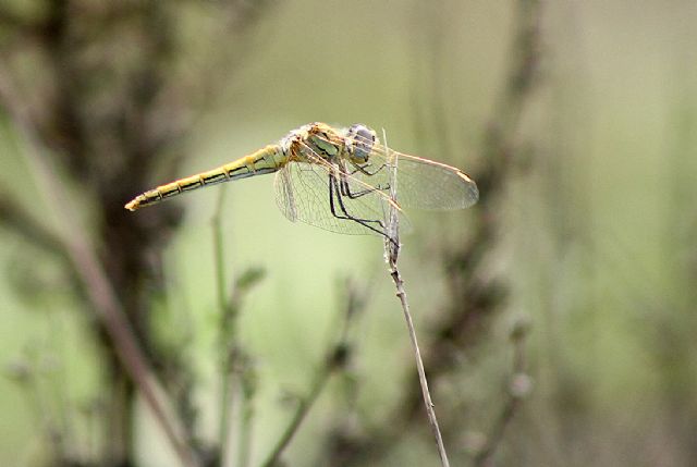 Sympetrum fonscolombii, femmina