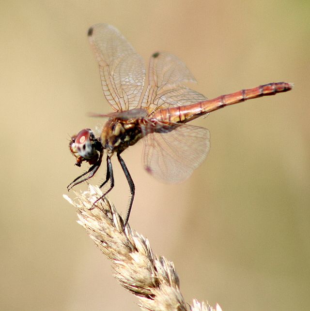 ID Libellulidae: Trithemis annulata