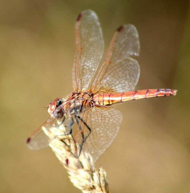 ID Libellulidae: Trithemis annulata