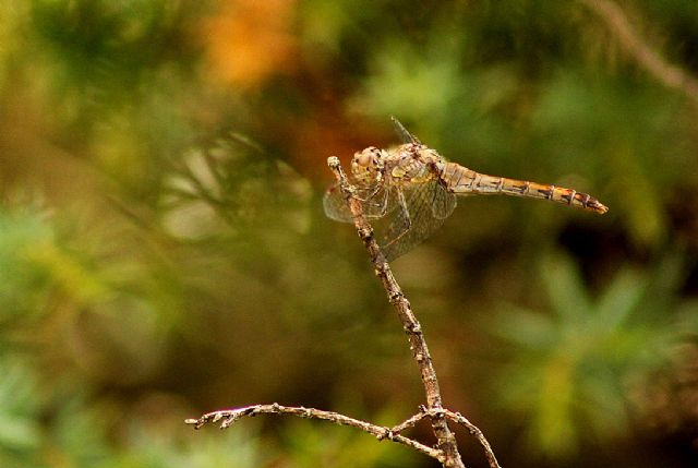 Sympetrum striolatum, femmina