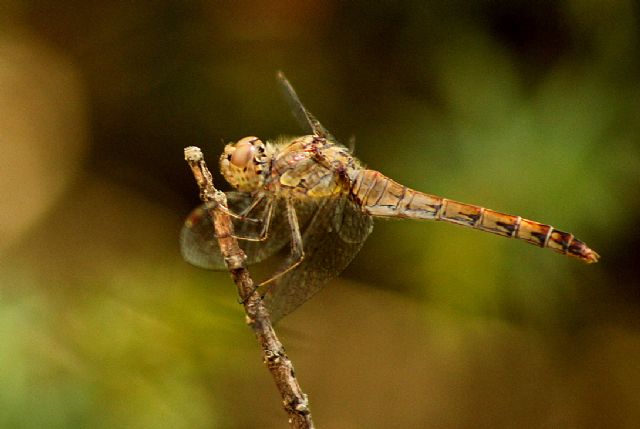 Sympetrum striolatum, femmina