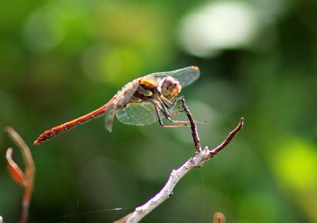 Libellulidae: Sympetrum striolatum, maschio