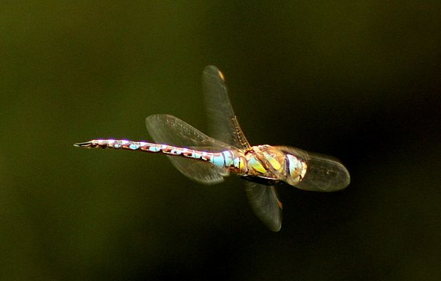 ID libellula: Aeshna mixta