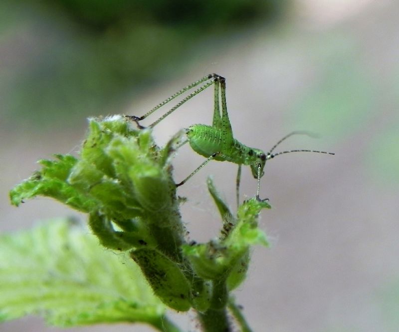 Tettigoniidae ?  No,  Phaneropteridae: neanide di Phaneroptera sp.