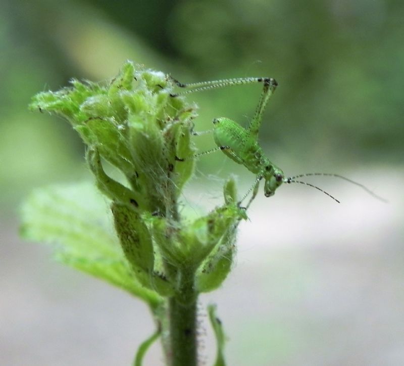 Tettigoniidae ?  No,  Phaneropteridae: neanide di Phaneroptera sp.