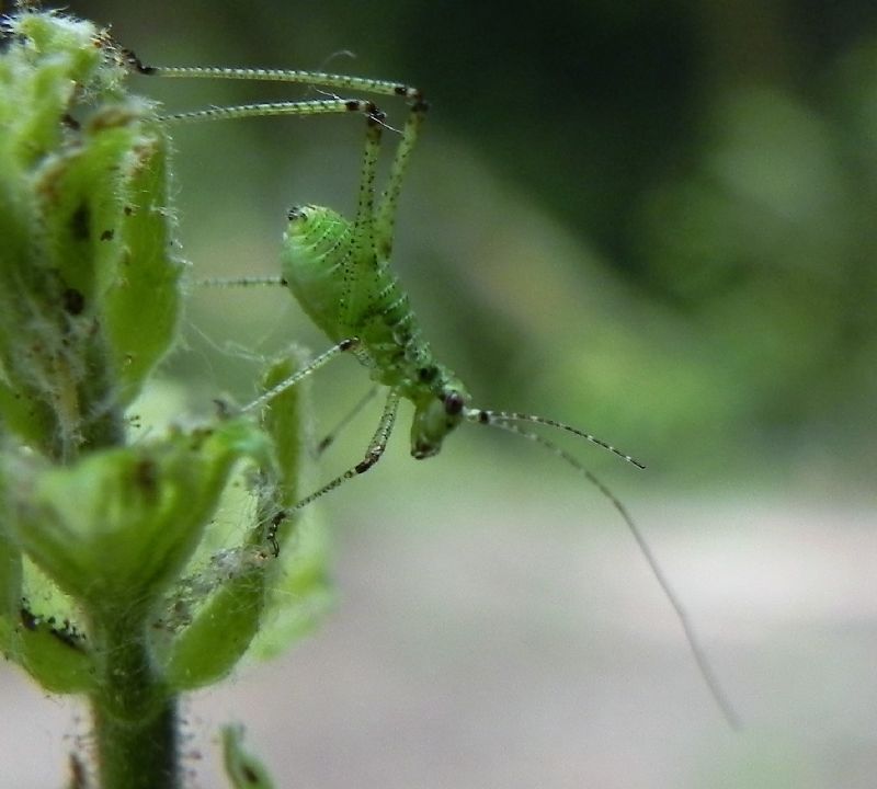 Tettigoniidae ?  No,  Phaneropteridae: neanide di Phaneroptera sp.