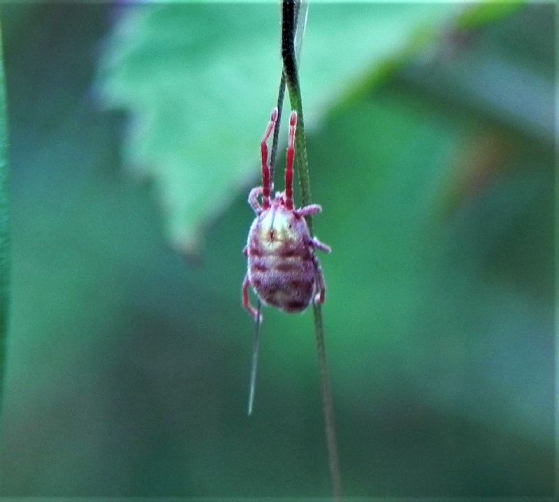 ID acaro: fam. Penthaleidae