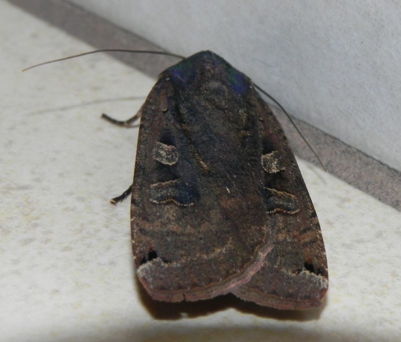 ID Noctuidae - Noctua pronuba