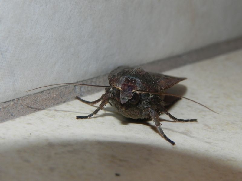 ID Noctuidae - Noctua pronuba