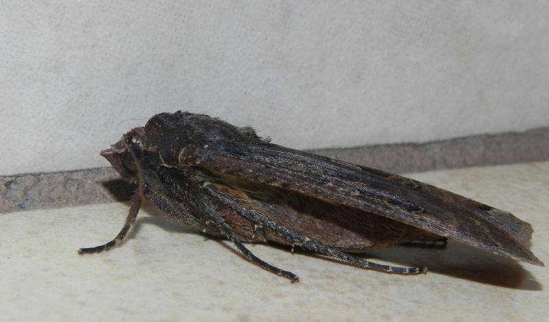 ID Noctuidae - Noctua pronuba